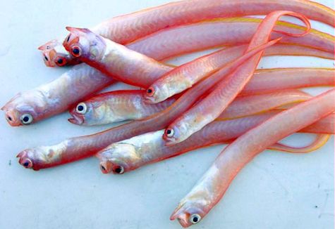 Cepola macrophthalma_05